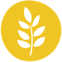 gluten